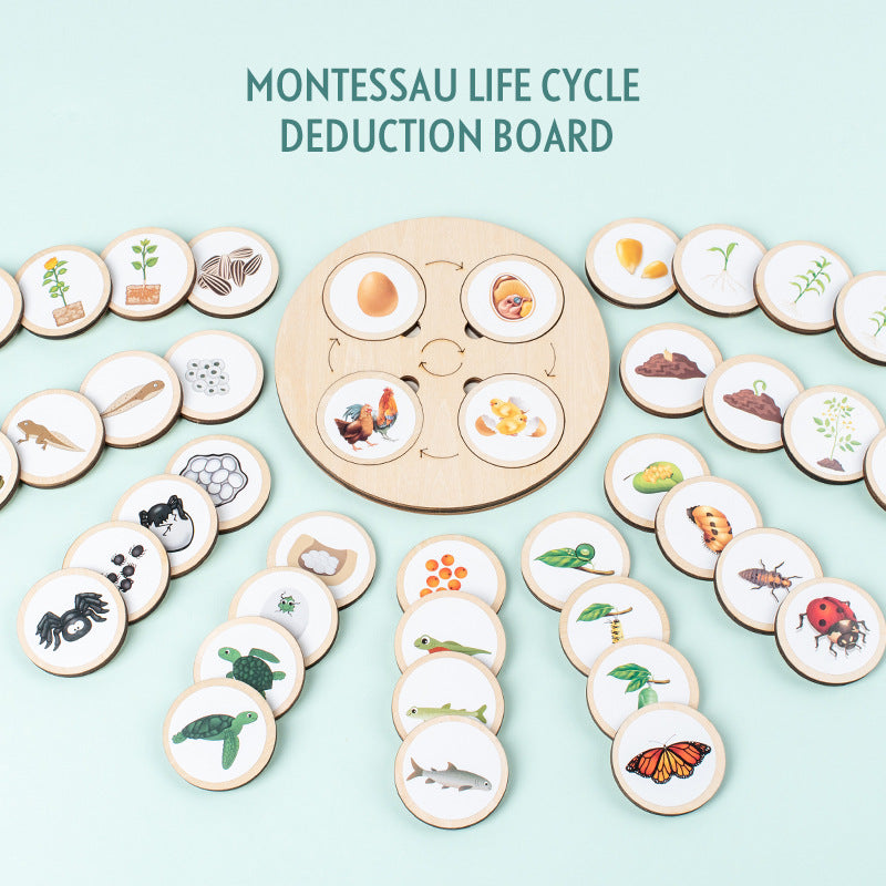 Wooden Life Cycle Toy Tray for Kids, Learning & Educational Toys Puzzles for Toddler, Montessori Homeschool Preschool Science Learning Activities Toys for Age 3 4 5 6 7 8+